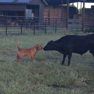 Meet your Posher, Cory